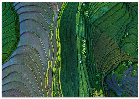 Green Rice Terraces