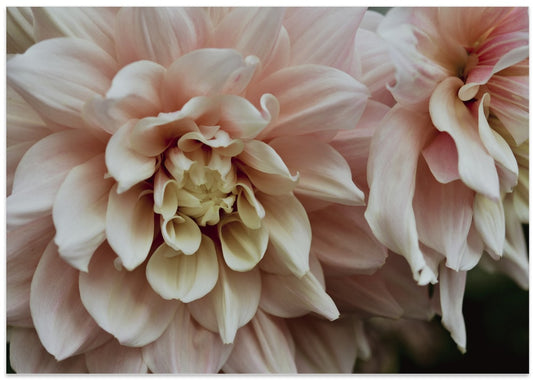 Soft Pink Dahlias