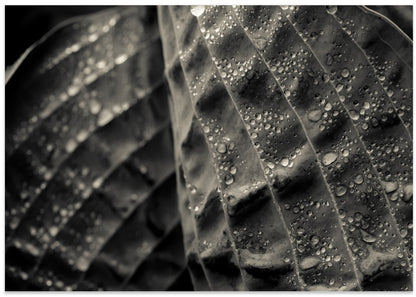 Textured Leaf Droplets