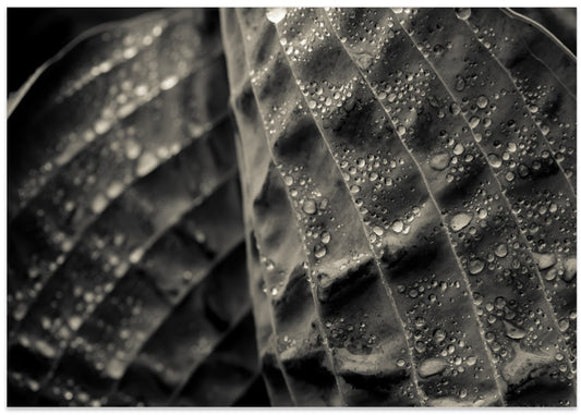Textured Leaf Droplets