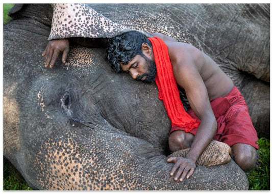 Man and Elephant Sleeping