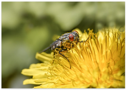 Pollen Dusted Dandelion Fly