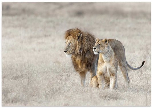 African Lion Couple