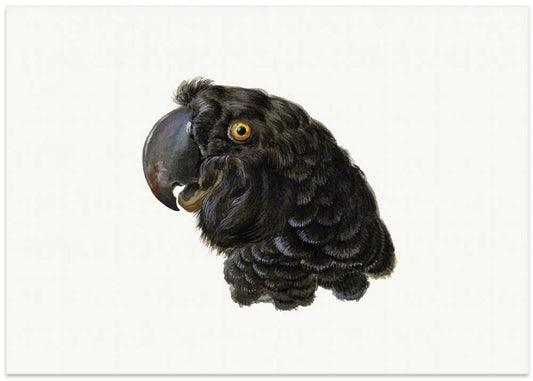 Cockatoo