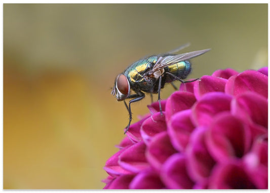 Jewel Fly on Dahlia