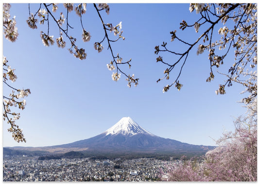 Mount Fuji Cherry Blossoms