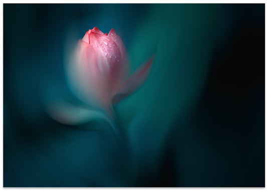 Dewy Pink Lotus