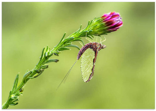 Mayfly on Purple Bud
