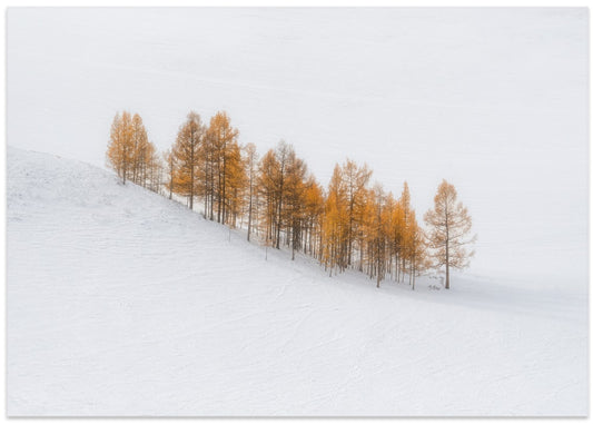 Golden Trees In Snow