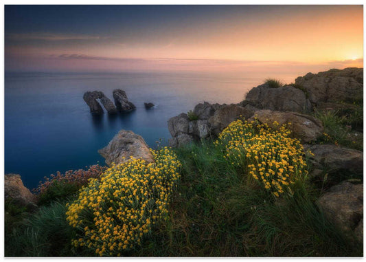 Clifftop Flowers Sea Arches