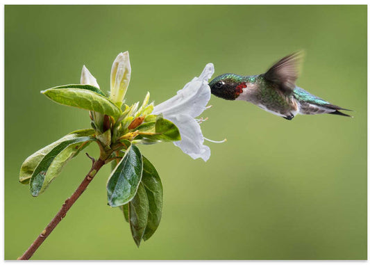 Ruby Throated Hummingbird