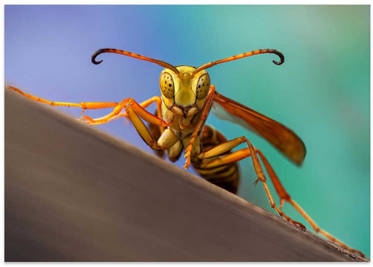 Curious Yellow Wasp