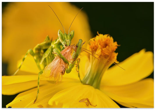 Praying Mantis Feast
