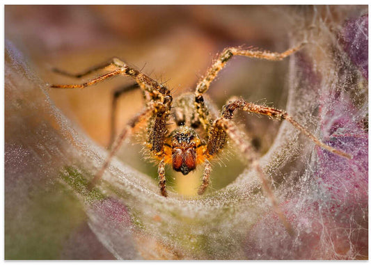 Intense Spider Close-up