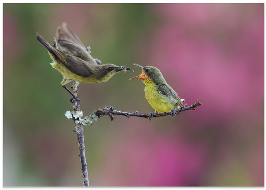 Tropical Bird Feeding