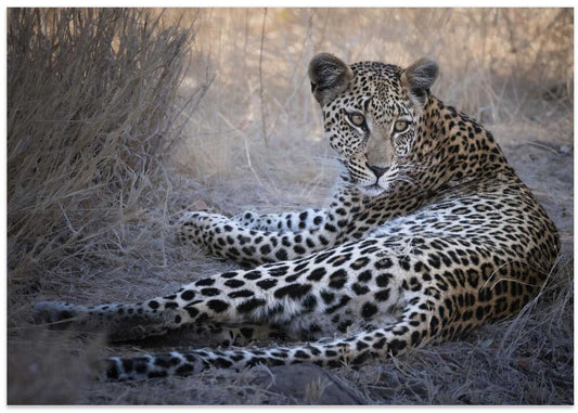 Leopard's Watchful Rest