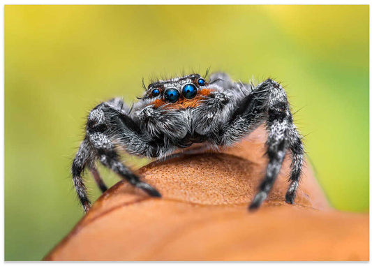 Blue Eyed Jumping Spider