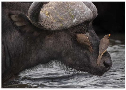 African Buffalo Friends