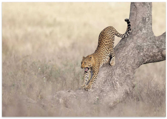 African Leopard Stretch