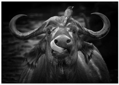 Funny Buffalo Licking Nose