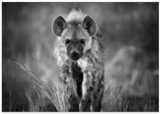 Young Hyena Gaze