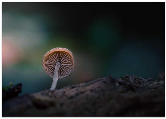 Glowing Forest Mushroom