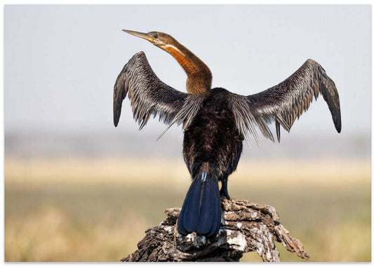 Graceful Darter Drying Wings