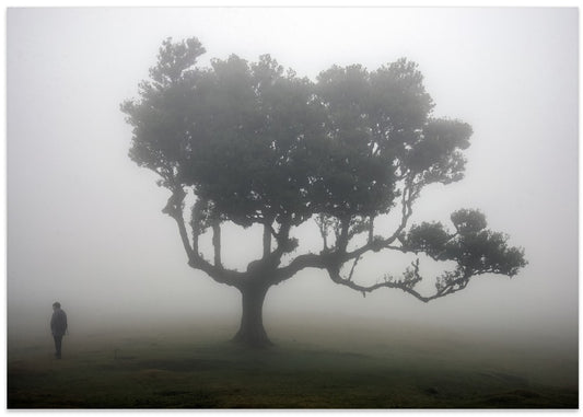 Misty Tree Solitude