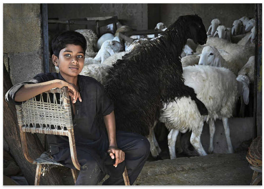 Boy Among Sheep