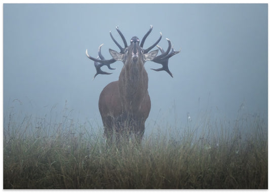 Red Stag Roaring In Mist