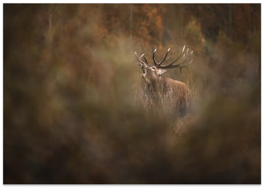 Majestic Stag's Autumn Roar
