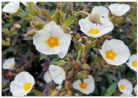 White Garden Blooms