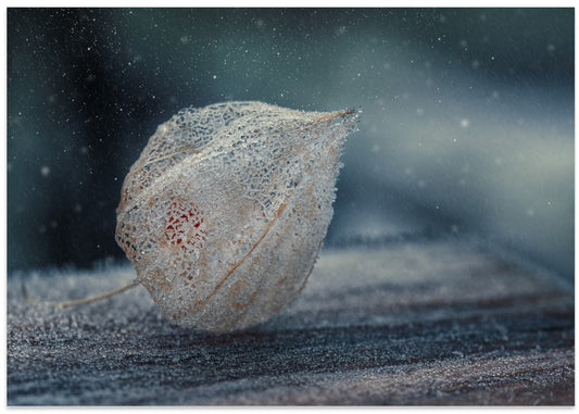 Winter's Delicate Lantern