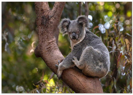 Wild Koala's Gaze