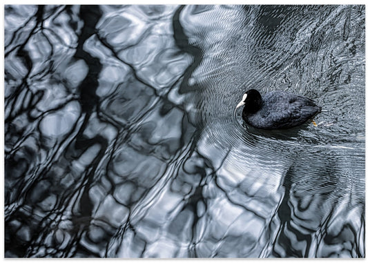 Dark Water Coot