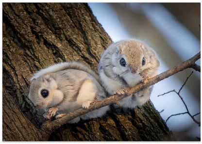 Adorable Flying Squirrels