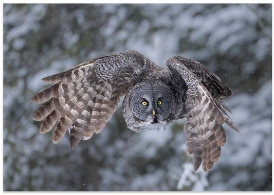 Winter Owl In Flight