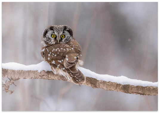 Curious Winter Owl