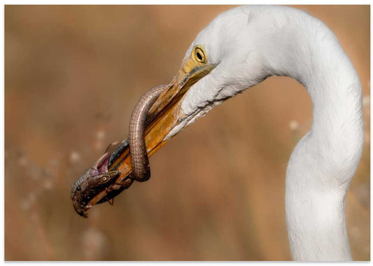 Egret's Epic Meal