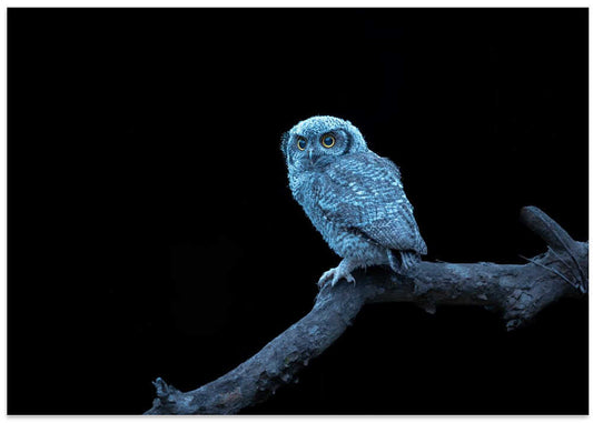 Nocturnal Owl Gaze