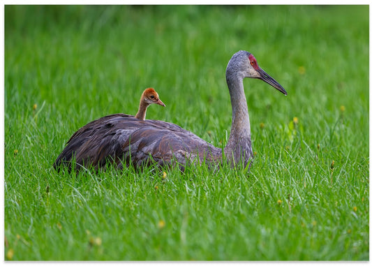Sandhill Crane Family