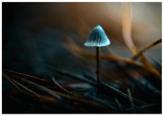 Ethereal Forest Mushroom