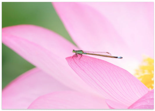 Damselfly on Pink Lotus