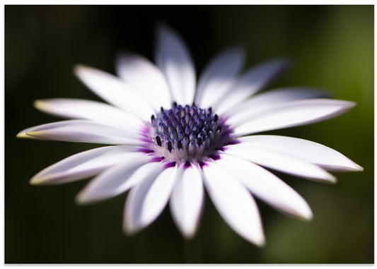Purple Centered Daisy