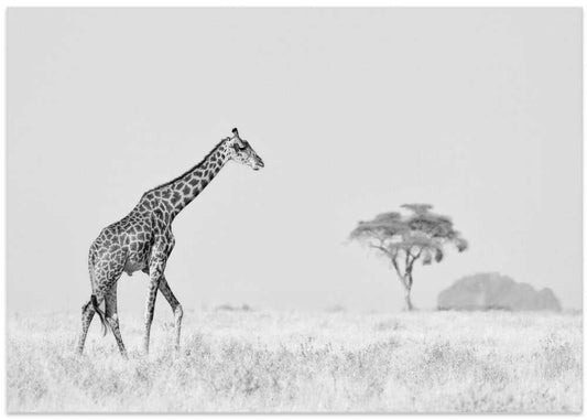 Serene African Giraffe