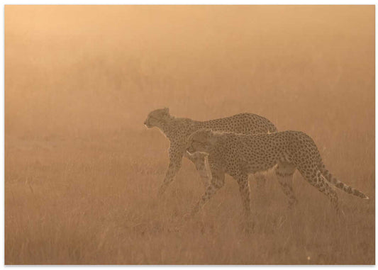 Two Cheetahs Golden Hour