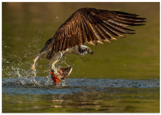 Osprey Fishing Splash