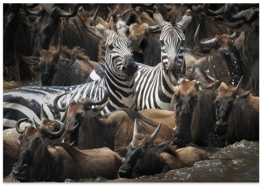 Zebras Wildebeest Crossing