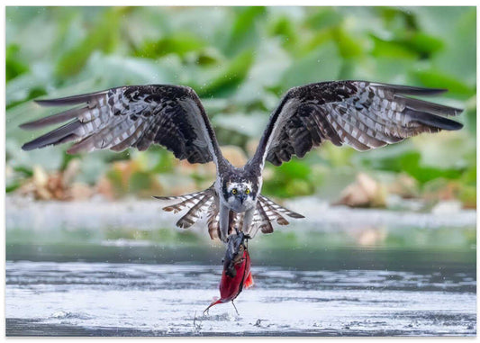 Osprey Catching Fish