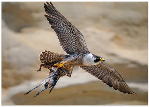 Flying Falcon With Prey